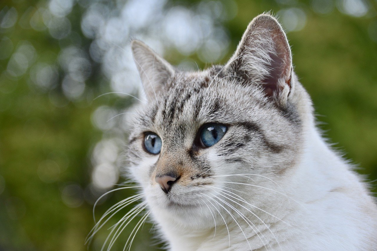 How to Choose the Right Food for Your Outdoor Cat